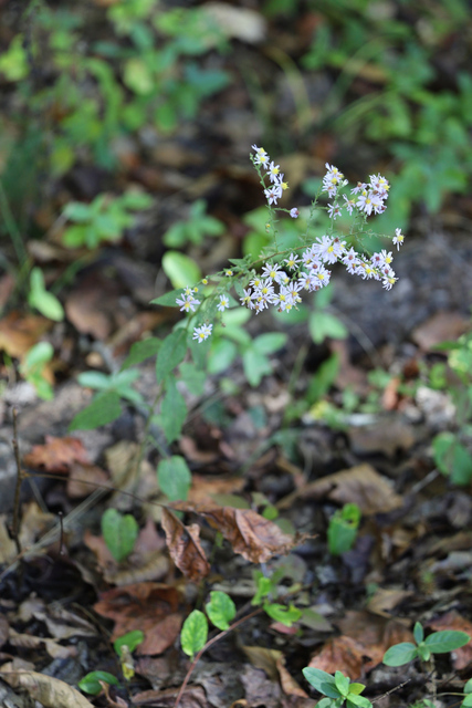 Symphyotrichum undulatum - plant