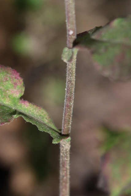 Symphyotrichum undulatum - stem