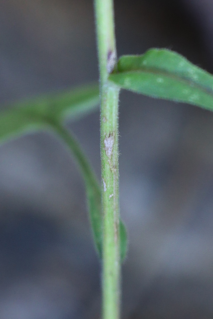 Symphyotrichum undulatum - stem