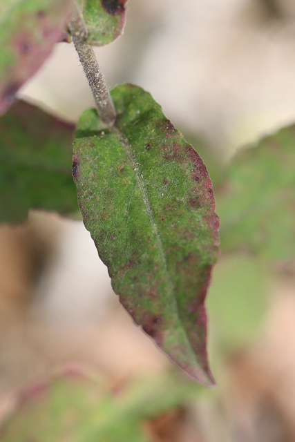 Symphyotrichum undulatum - upper leaves