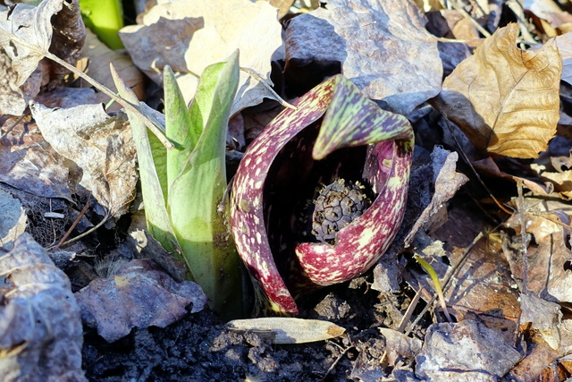 Symplocarpus foetidus