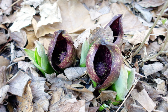 Symplocarpus foetidus