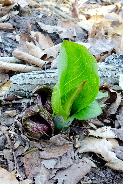 Symplocarpus foetidus