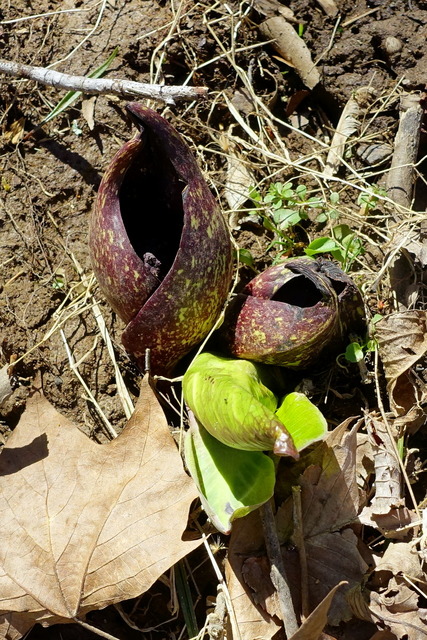 Symplocarpus foetidus