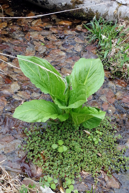 Symplocarpus foetidus - plant