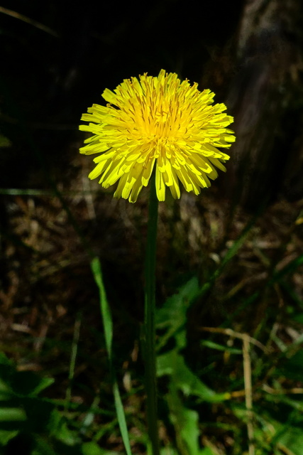 Taraxacum officinale