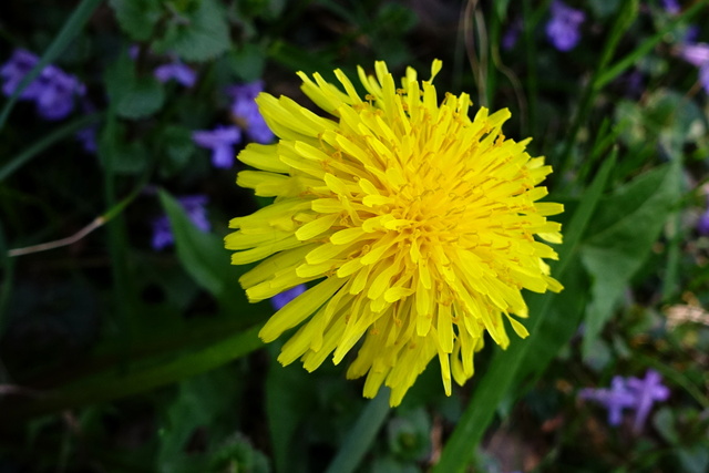 Taraxacum officinale