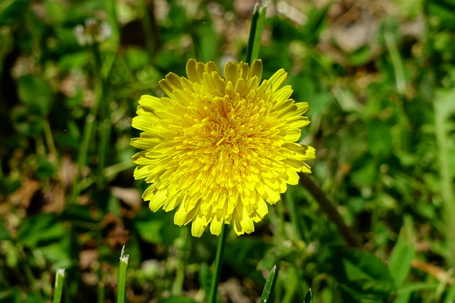 Taraxacum officinale