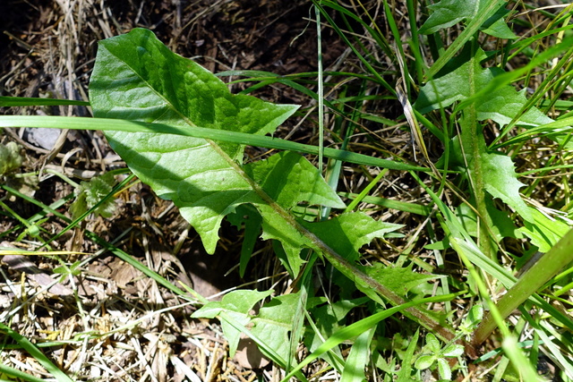 Taraxacum officinale - leaves