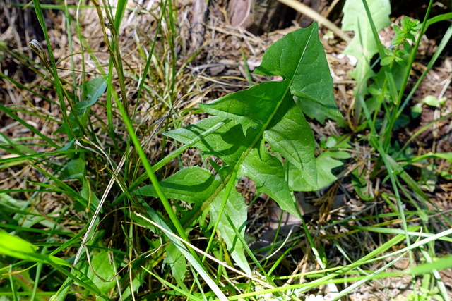 Taraxacum officinale - leaves