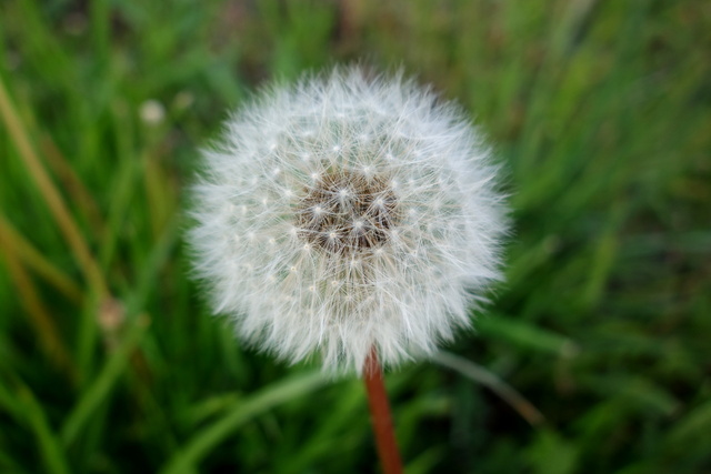 Taraxacum officinale - seedhead