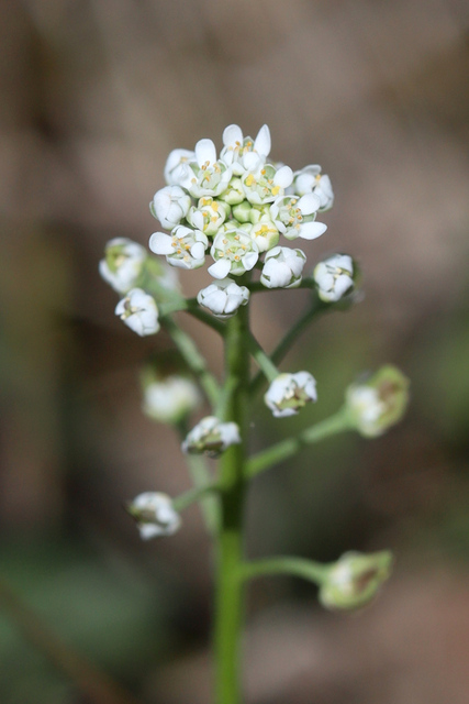 Teesdalia nudicaulis