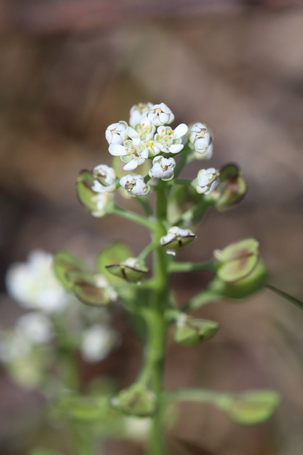 Teesdalia nudicaulis