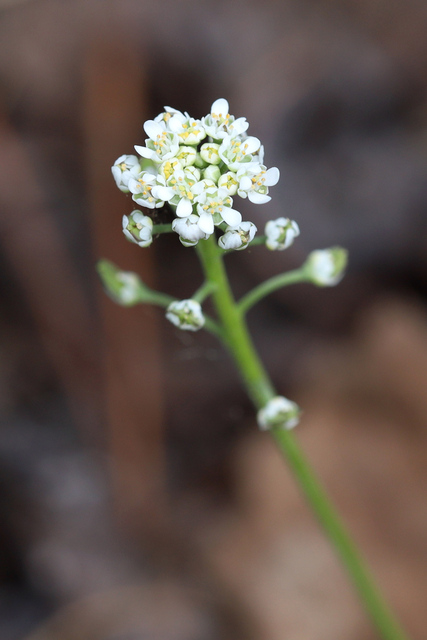 Teesdalia nudicaulis