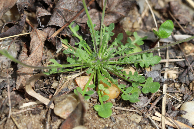 Teesdalia nudicaulis - basal leaves