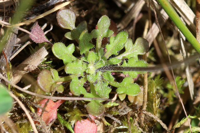 Teesdalia nudicaulis - basal leaves