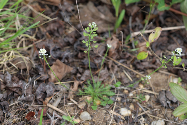 Teesdalia nudicaulis - plant