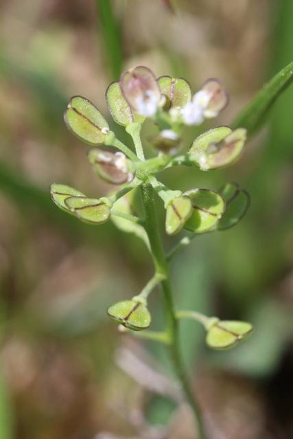 Teesdalia nudicaulis - seedpods