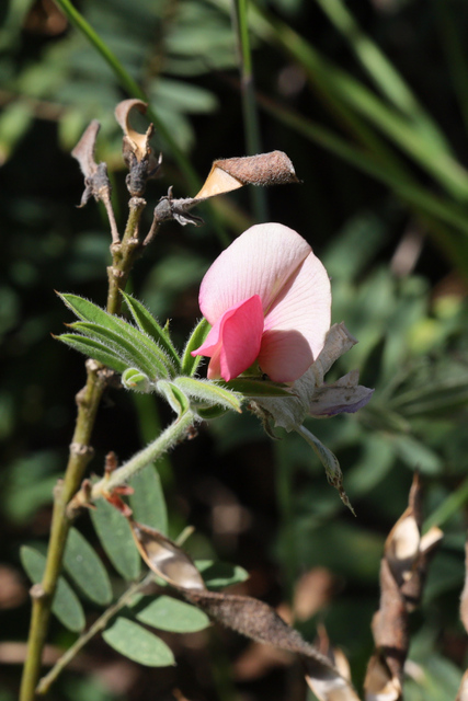 Tephrosia virginiana
