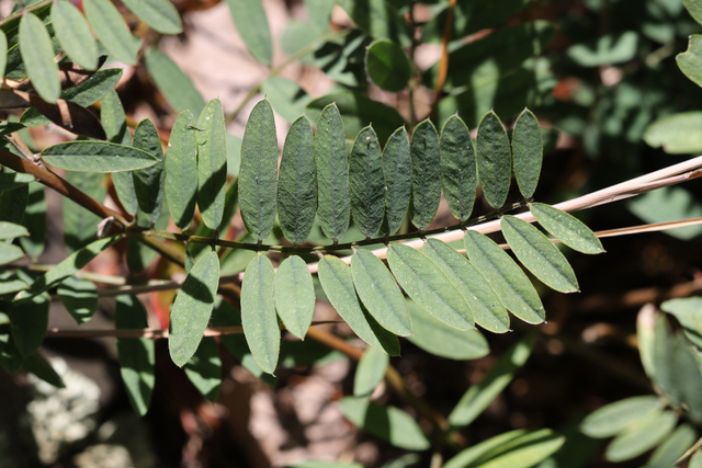 Tephrosia virginiana - leaves
