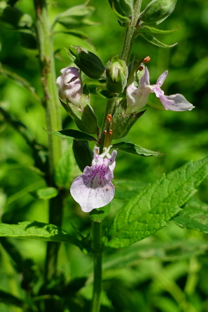 Teucrium canadense