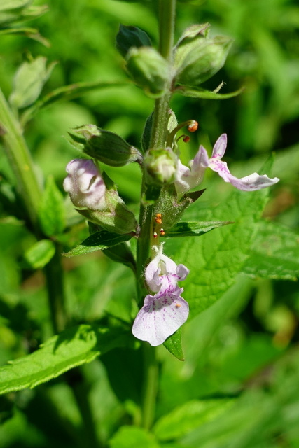 Teucrium canadense