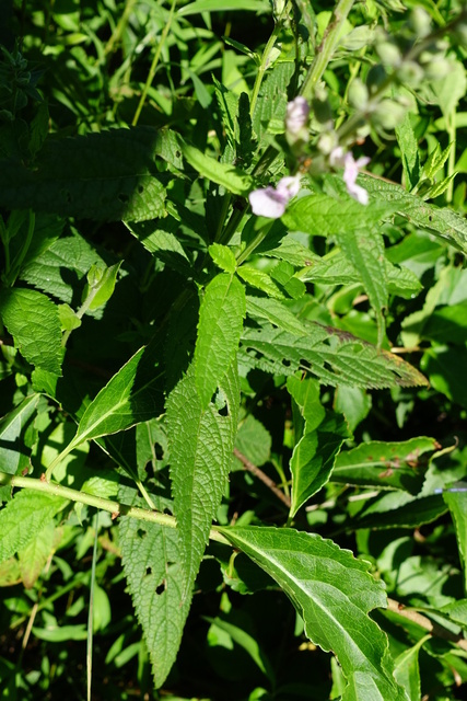 Teucrium canadense - leaves