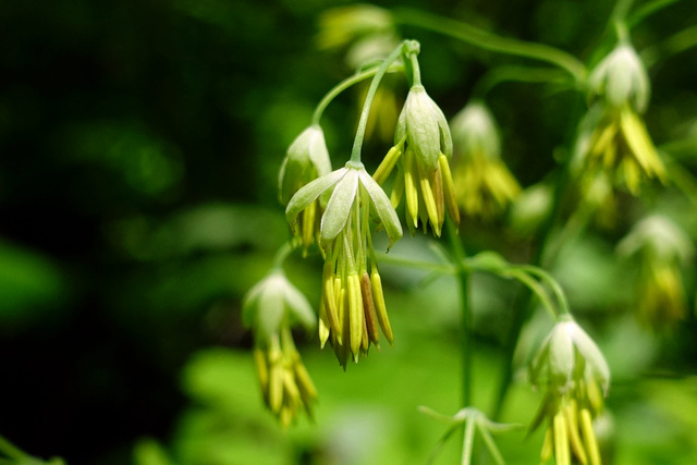 Thalictrum dioicum