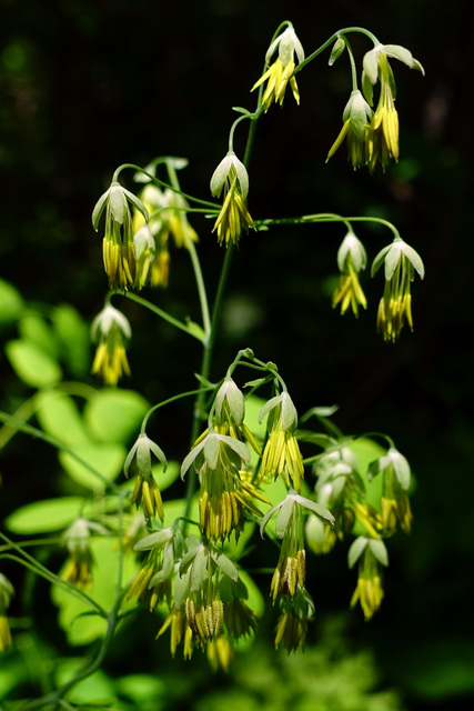 Thalictrum dioicum