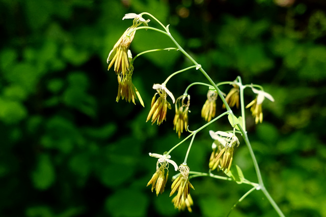 Thalictrum dioicum