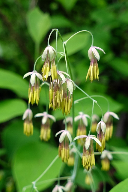 Thalictrum dioicum