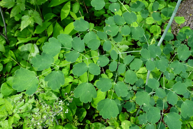 Thalictrum dioicum - leaves