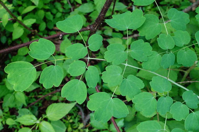 Thalictrum dioicum - leaves