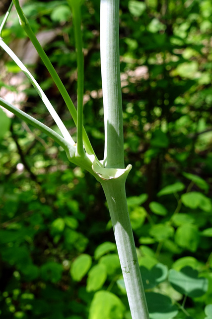 Thalictrum dioicum - stem