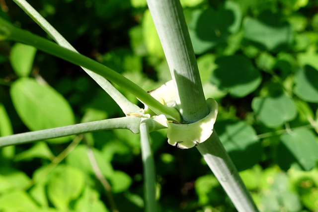 Thalictrum dioicum - stem