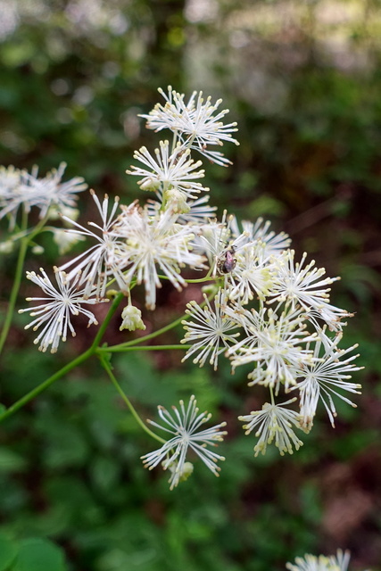 Thalictrum pubescens