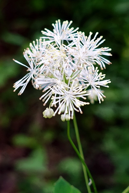 Thalictrum pubescens