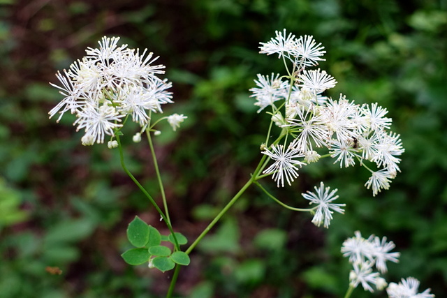 Thalictrum pubescens