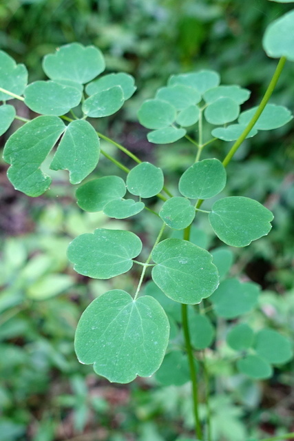 Thalictrum pubescens - leaves