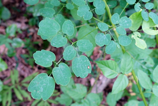 Thalictrum pubescens - leaves