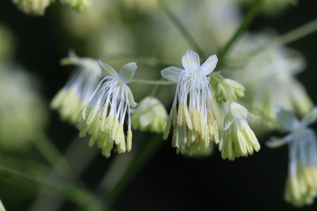 Thalictrum revolutum