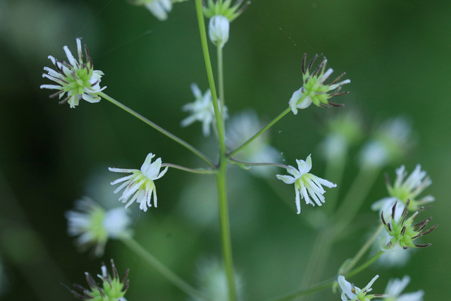 Thalictrum revolutum