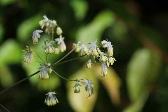 Thalictrum revolutum