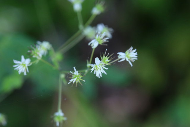 Thalictrum revolutum