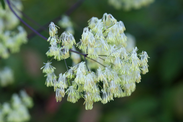 Thalictrum revolutum