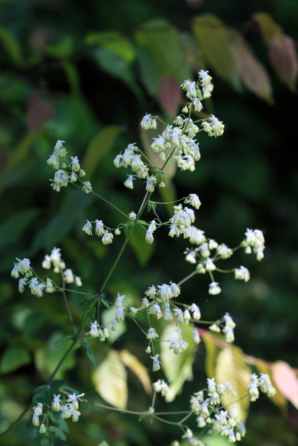 Thalictrum revolutum