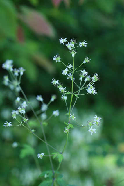 Thalictrum revolutum