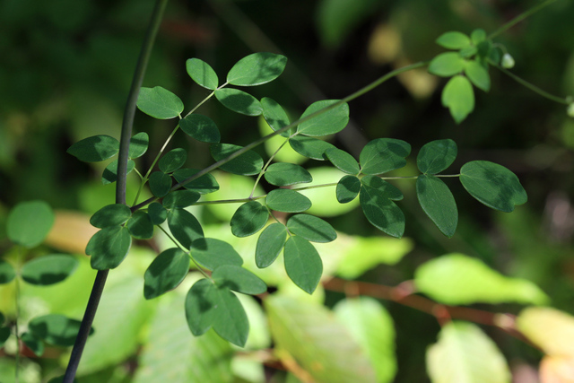 Thalictrum revolutum - leaves