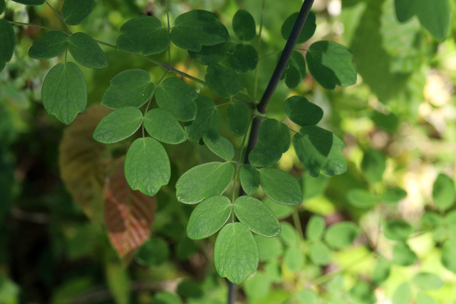 Thalictrum revolutum - leaves