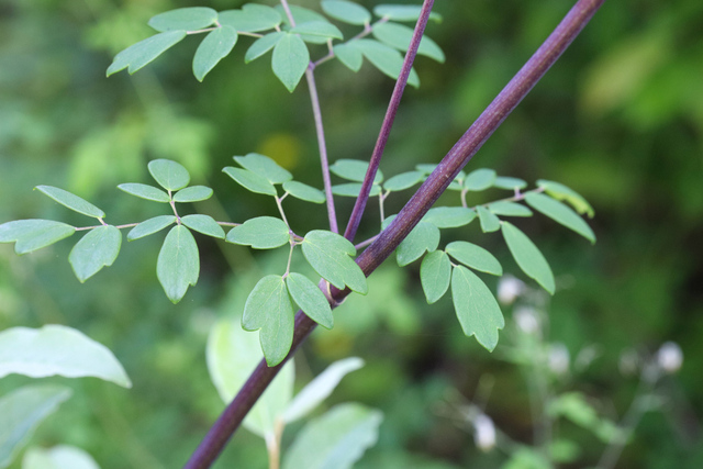 Thalictrum revolutum - leaves